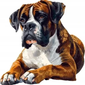 Norimpex Diamantové maľovanie Boxer