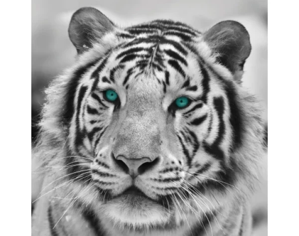 Obraz na stenu Tiger, čiernobiely, 35x35 cm%