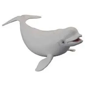 Collecta Beluha severná