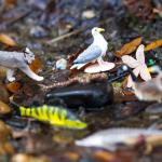 Safari Ltd. Safari Ltd. Tuba - Veľké jazerá