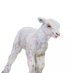 Safari Ltd. Safari Ltd. Ovca domáca