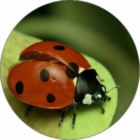 Jedlý papier beruška na lístku 19,5 cm - Pictu Hap - Pictu Hap