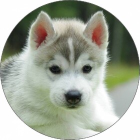 Jedlý papier šteniatko husky 19,5 cm - Pictu Hap - Pictu Hap