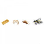 Safari Ltd. Safari Ltd. Životný cyklus - Včela