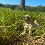 Safari Ltd. Safari Ltd. Figúrka - Mops