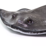 Safari Ltd. Safari Ltd. Figúrka - Rajnok