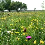Agrostis Trávníky SLUNOVRAT kvetnatá lúka zmes osív do sucha pre náročných 50 g