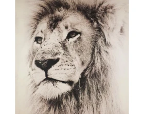 Obraz na plátne Leví pohľad, 80x80 cm%