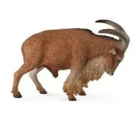 Collecta Paovce hrivnatá