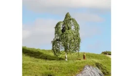 Noch Breza strieborná