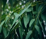 Alteya Organics Eukaliptový olej