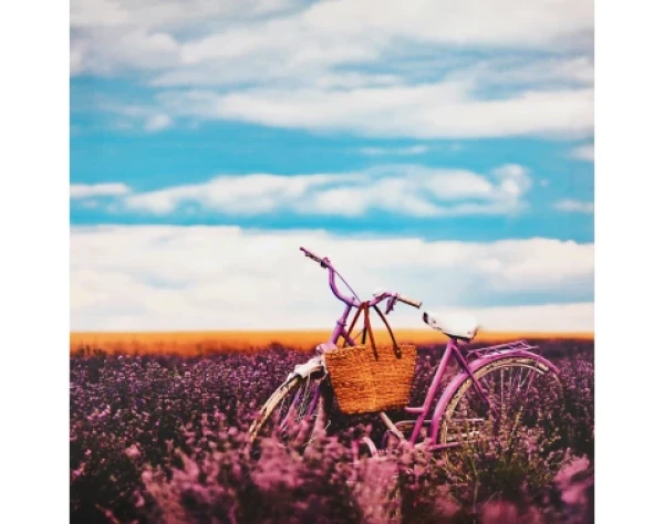 Obraz na plátne Bicykel v levanduli, 50x50 cm%