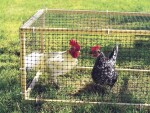 Sieť proti krtkom alebo pletivo pre výbehy – Avinet - oko 16×16 mm, 1×10 m [10 m²]