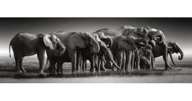Clementoni 39895 Panoramatické puzzle Stádo obrov 1000 dielikov