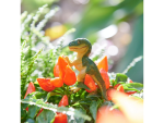 Safari Ltd. Safari Ltd. Figúrka - Tyrannosaurus Rex Baby (s rozšírenou realitou)
