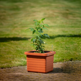 Plastia Samozavlažovací veľkoobjemový truhlík Berberis UNO terakota 45 cm