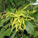 Alteya Organics Ylang - Ylang olej