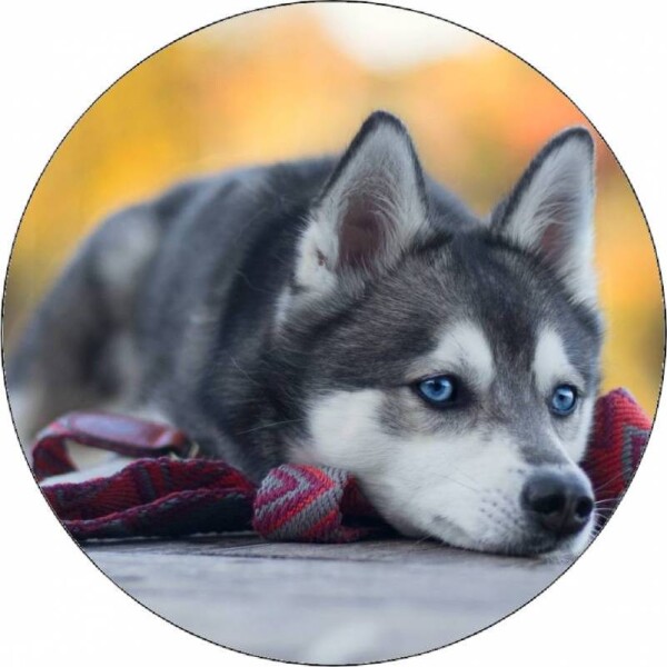 Jedlý papier šteniatko husky ležiace na zemi 19,5 cm - Pictu Hap - Pictu Hap