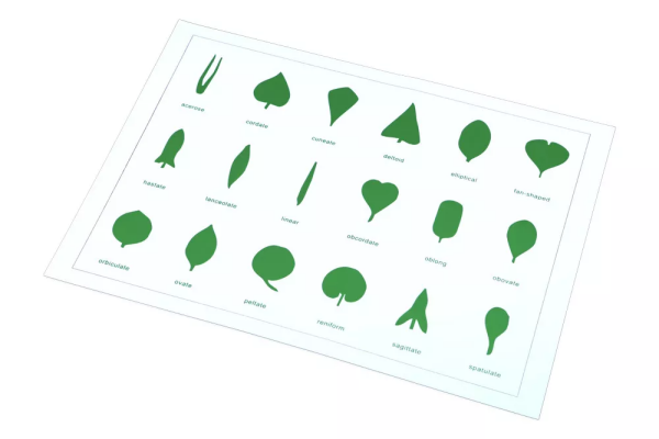 Moyo Montessori Moyo Montessori Tvary listov (karta)
