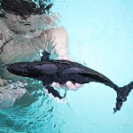 Safari Ltd. Safari Ltd. Hrbáč