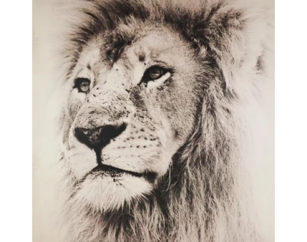 Obraz na plátne Leví pohľad, 80x80 cm%