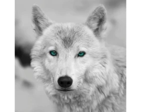 Obraz na stenu Arktický vlk, čiernobiely%