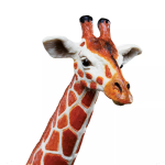 Safari Ltd. Safari Ltd. Žirafa sieťovaná