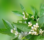 Alteya Organics Neroli olej
