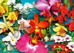 ENJOY Puzzle Džungľa orchideí