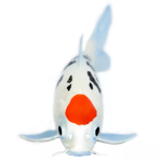 Safari Ltd. Safari Ltd. Figúrka - Koi kapor