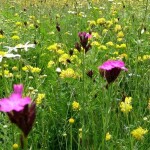 Agrostis Trávníky SLUNOVRAT kvetnatá lúka zmes osív do sucha pre náročných 50 g