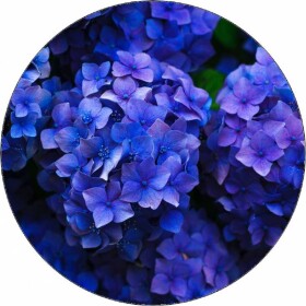 Jedlý papier modrej hortenzie 19,5 cm - Pictu Hap - Pictu Hap