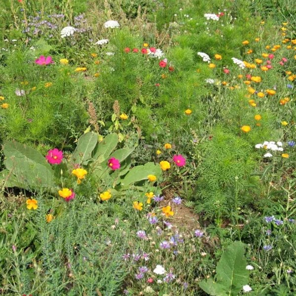 Agrostis Trávníky KRASOHLED kvetnatá lúka s letničkami zmes osív 50 g