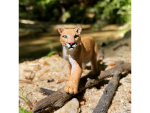 Safari Ltd. Safari Ltd. Figúrka - Puma americká