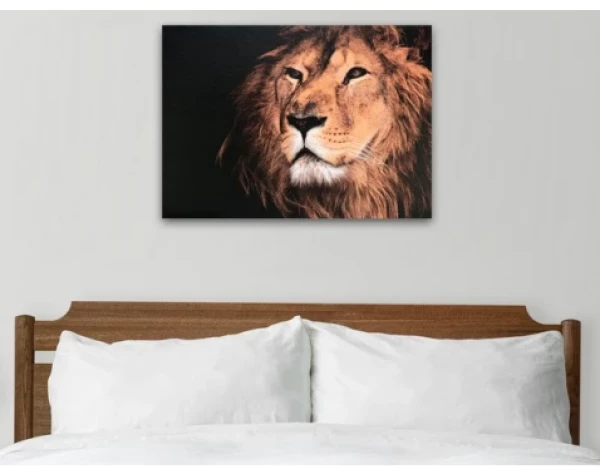 Obraz na plátne Kráľ zvierat, 70x50 cm%