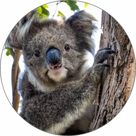 Jedlý papier medvěd koala 19,5 cm - Pictu Hap - Pictu Hap