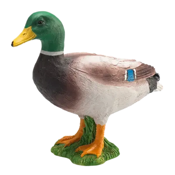 Mojo Kačica divoká káčer