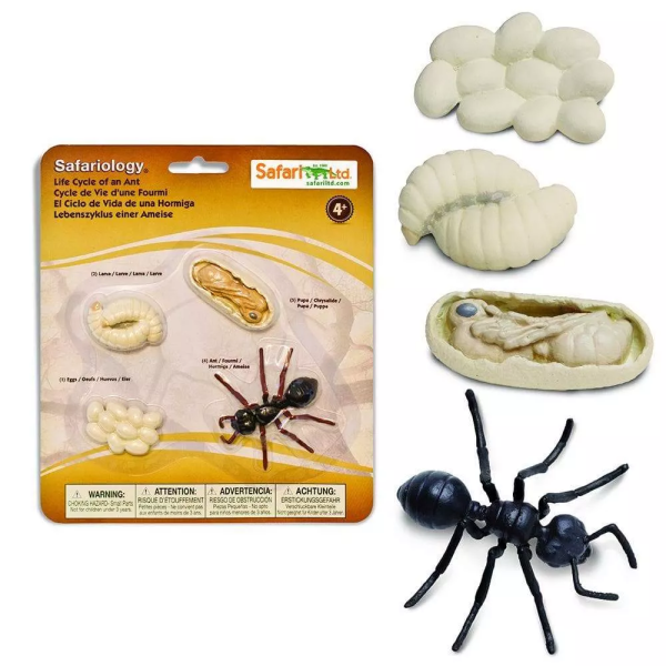 Safari Ltd. Safari Ltd. Životný cyklus - Mravec