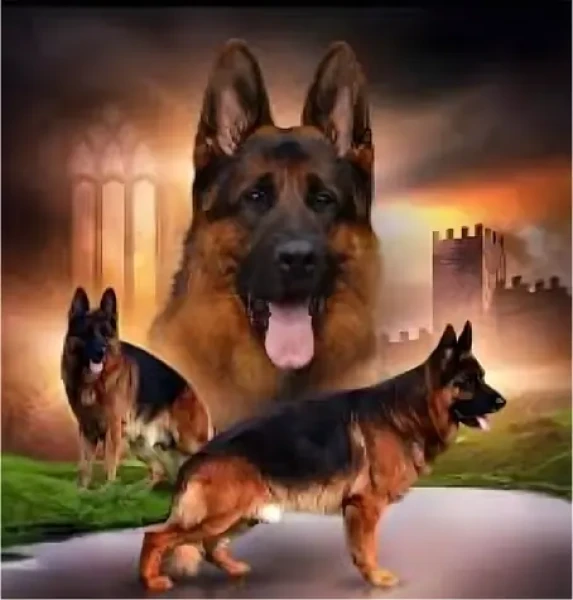 Norimpex Diamantové maľovanie Svorka nemeckých ovčiakov