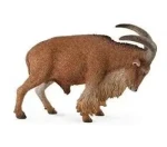 Collecta Paovce hrivnatá