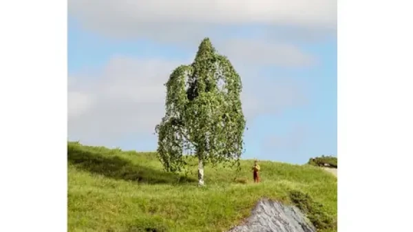 Noch Breza strieborná