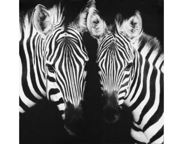Obraz na plátne Zebry, 50x50 cm%