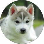 Jedlý papier šteniatko husky 19,5 cm - Pictu Hap - Pictu Hap