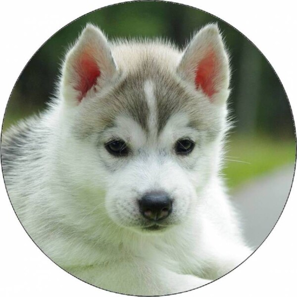 Jedlý papier šteniatko husky 19,5 cm - Pictu Hap - Pictu Hap