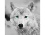 Obraz na stenu Arktický vlk, čiernobiely%