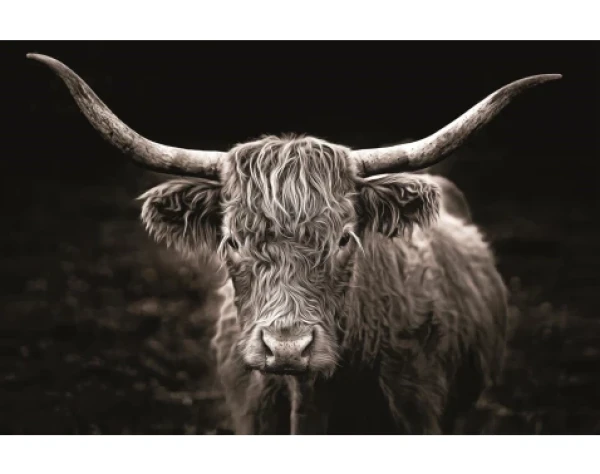 Obraz na plátne Škótska krava, 118x78 cm%
