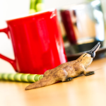 Safari Ltd. Safari Ltd. Vtákopysk divný