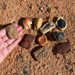 Safari Ltd. Safari Ltd. Tuba - Fosília