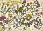 Trefl - Puzzle - Herbarium: Liečivé byliny