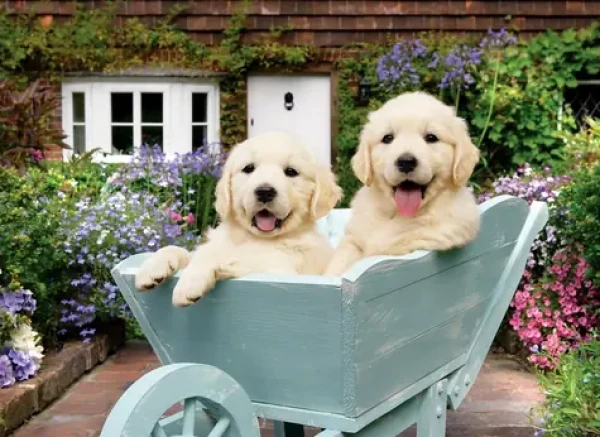 ANATOLIAN Puzzle Šteňatá vo vozíku